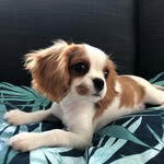 Oliver James & Abigail Joy - @ollieandabbycavaliers - Instagram
