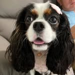 Tri Colour Abby ♥️ - @abby_the_cavalier - Instagram