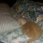 Abby Chamberlain - @abby.chamberlain.9678 - Instagram