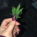Abby - @abby_chapella - Instagram