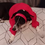 Abby Chaplin - @abbychaplin102020 - Instagram