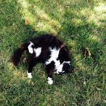 Abby Chappell - @mouse_the_fat_cat - Instagram
