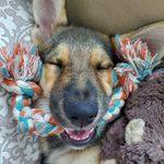 Abbey Bales - Chrisman - @sashatheshepherd19 - Instagram