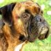 Abby Cockerham - Facebook
