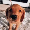 Stellargoldengirl - @abbycolburn - TikTok