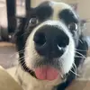 Jack Jack The Collie - @jackjackthecollie - TikTok