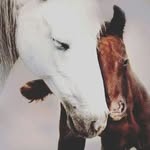 abbyconey - @abbyconey666666666 - Instagram
