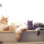 Abby&Lio - @abby.and.lio.the.maine.coons - Instagram