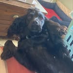 cocker spaniel - @abby.copestake - Instagram