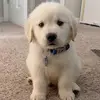 Abby.Costello - @abby_costello1 - TikTok