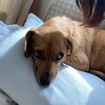 Abby Decker - @abbythed0g - Instagram