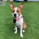 Abby & Joy - @abby_destaffy - Instagram