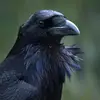 abby_die - @abby_dier - TikTok