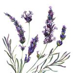 Abby Dinning - @lavender_hollowblooms - Instagram