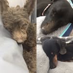 Abby, Dodger,and Kiku - @abby_dodger_kiku_mele - Instagram