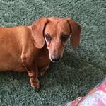 Abby Nicole Proctor - @abby_the_dotson - Instagram