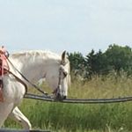 Abby Douglass - @horselover.abby - Instagram