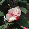 Abby Dowell - @abbydowell - TikTok