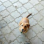 abby_duchshund - @abby_duchshund - Instagram