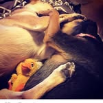 Abby Duck & Fanny Mae Rosu - @rescued_rosu_sisters - Instagram