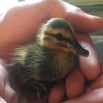 Abby The Duck - @abbyduck6 - Instagram
