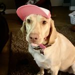 Abby - @sillyabbythedudley - Instagram