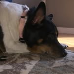 Abby.The.Diggity.Dogg - @abby_dugan342 - Instagram