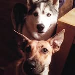 Abby & Duke - @abbyundduke - Instagram