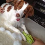 Abby Duke - @abbybestdog - Instagram