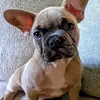 RubbleAbbyDuke - @rubbleabbyduke - TikTok