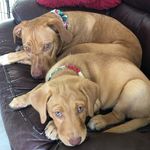 Abby & Daisy Lulu Dukes - @abbyanddaisyluludukes - Instagram