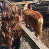 Abby_1 - @abby_ferry - TikTok