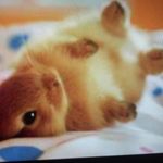 abby ferry - @bunnylover62 - Instagram