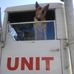 Abby the Chautauqua County Fire Dog - Facebook