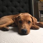 Abbie Flaherty-Jorgensen - @apupnamedabbie - Instagram