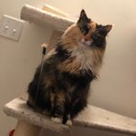Abby Funk 🐱 - @abbythecalico_ - Instagram