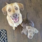 Abby, Harper, Ellie, Maggie, Casey & Finnegan - @abbyloveslabs - Instagram
