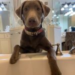 Abby the Silver Labrador - @abbyhazen34 - Instagram