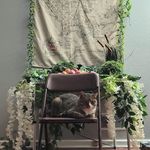 Abby Heiser - @samwisethecat_ - Instagram