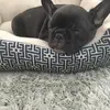 abbykornahrens - @abbykornahrens - TikTok