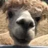 Abby Kramer - @abbykramer21 - TikTok