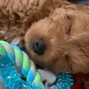 Abby - @abby._.larkins - TikTok