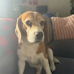 Tricks Abby-Lynne Feller - @tricks_thebeagle - Instagram