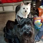 Abby  Westie & McGee Scotty - @abby_mcgee2020 - Instagram
