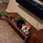 abby_dogs - @abbymclemore6 - Instagram