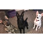 Abby, Miley, & Ruger - @thegermansheptrio - Instagram