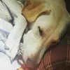 Alston_Tigers - @abby_miley1606 - TikTok