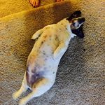 Abby (fatass) Minor - @http.fattyabby - Instagram