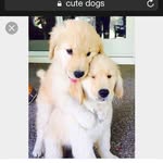 Abby Newby - @slime_and_cute_dog_photos - Instagram