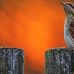 Abbie Nitzsche - Facebook